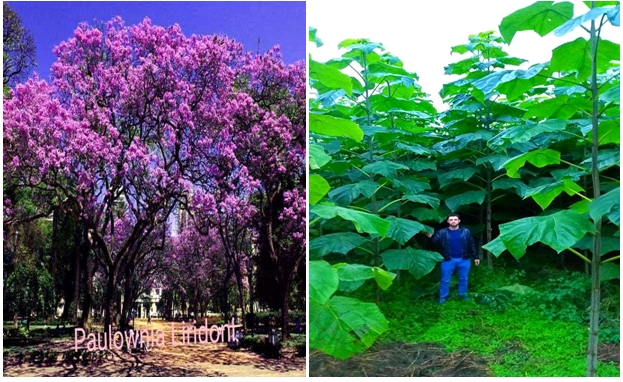 Paulownia 2