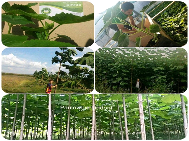 Paulownia 3