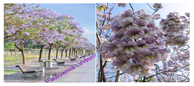 Paulownia 5