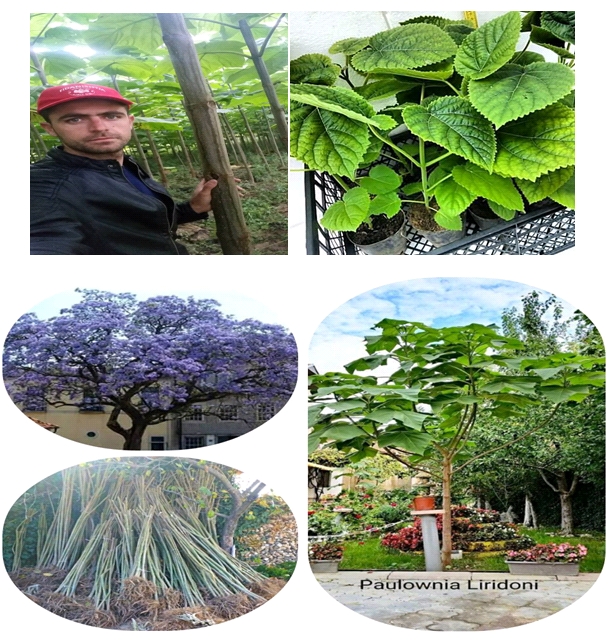 Paulownia 6