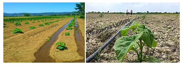 Paulownia 8