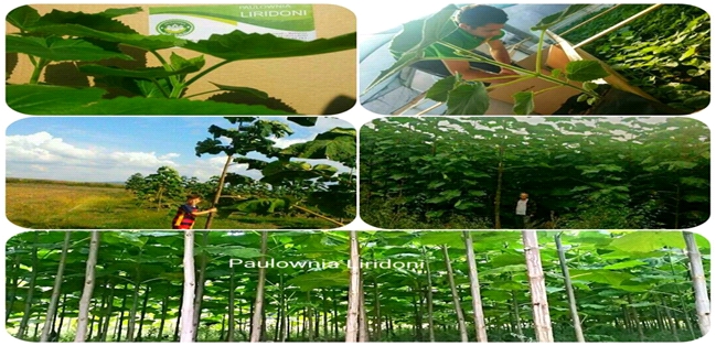 Paulownia 9